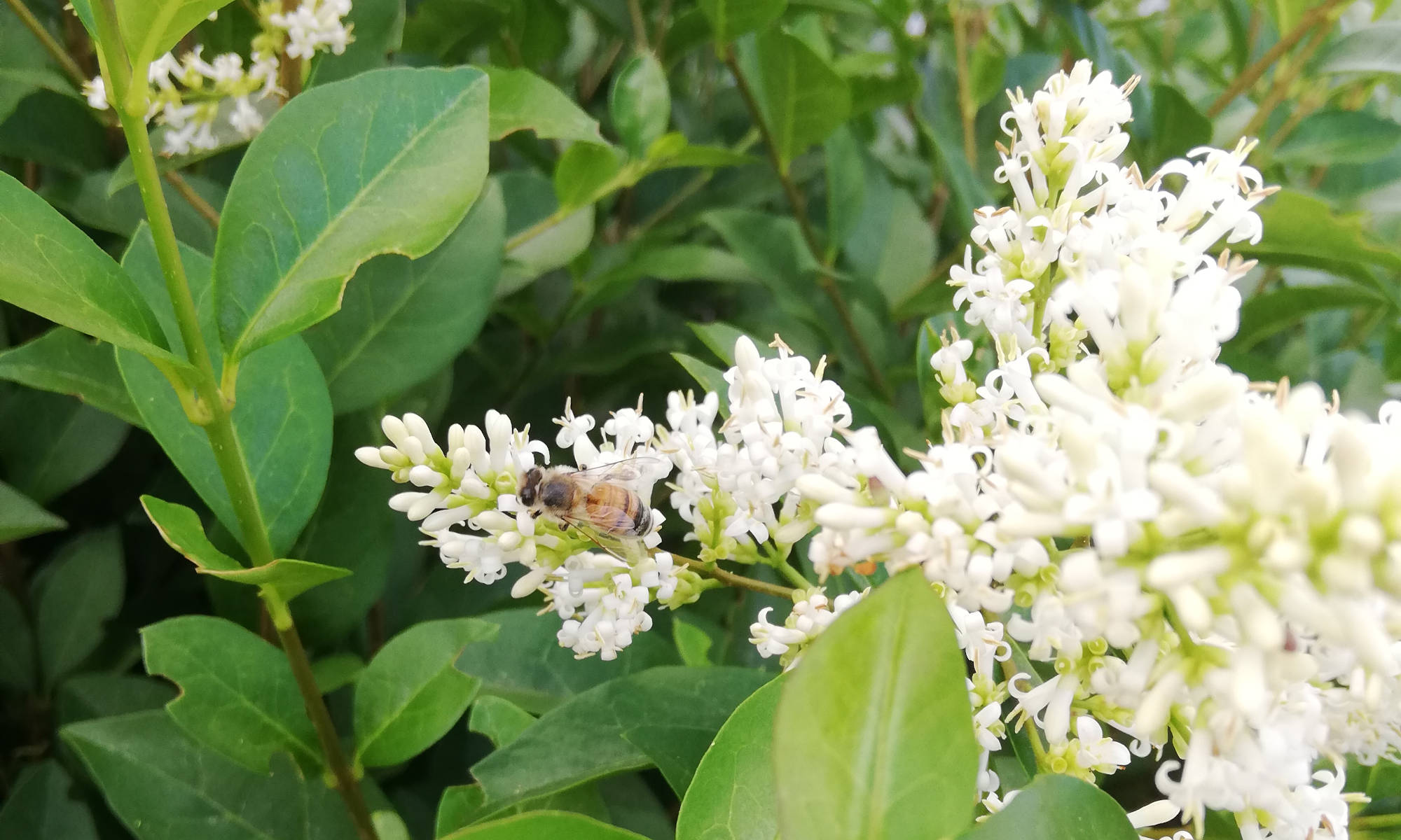 Abeille Hellemmoise butinant près de la salle de répétition